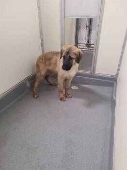 Anatolian Shepherd Dogs Available for Adoption - Legend | PetCurious