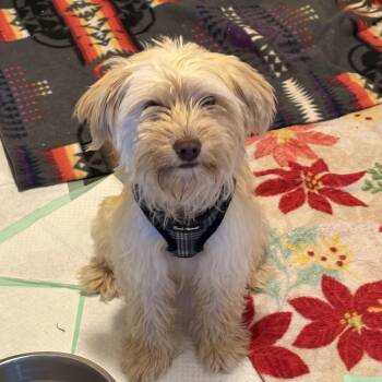 Stella -  Terrier Dog for Adoption in Pagosa Springs, Colorado - Stella | PetCurious