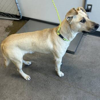Skip -  Mixed Breed Dog for Adoption in Las Cruces, New Mexico - Skip | PetCurious
