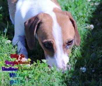 Beagle and Basset Hound Dogs Available for Adoption - Babygirl( BilliJo) | PetCurious