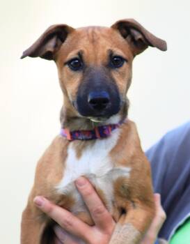 Maple -  Hound Dog for Adoption in North Fort Myers, Florida - Maple | PetCurious