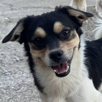Mr. Happy Captain Underbite -  Jack Russell Terrier and Chihuahua Dog for Adoption in Ridgefield, Washington - Mr. Happy Captain Underbite | PetCurious