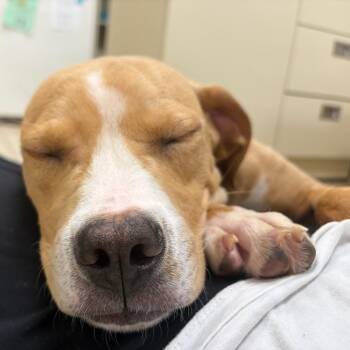 Pit Bull Terrier Dogs Available for Adoption - Neptune | PetCurious