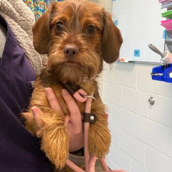 Dachshund and Shih Tzu Dogs Available for Adoption in Council Bluffs, Iowa - Rosie | PetCurious