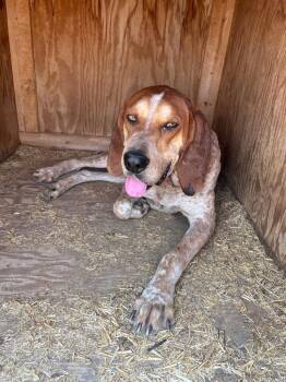 Johnny -  Hound and Cattle Dog Dog for Adoption in Heber City, Utah - Johnny | PetCurious