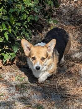 Corgi Dogs Available for Adoption - Tessa | PetCurious