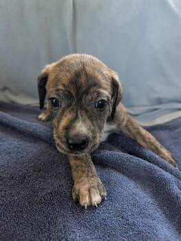 Rudy (red collar) - Gavi -  Retriever Dog for Adoption in Lakeland, Florida - Rudy (red Collar) - Gavi | PetCurious