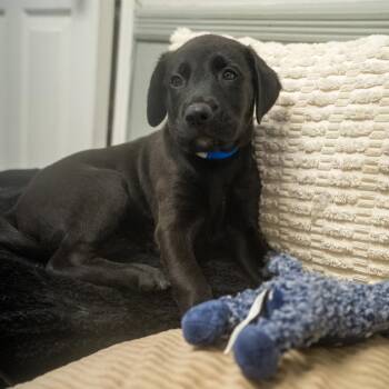 Mambo -  Labrador Retriever and Mixed Breed Dog for Adoption in Pawling, New York - Mambo | PetCurious