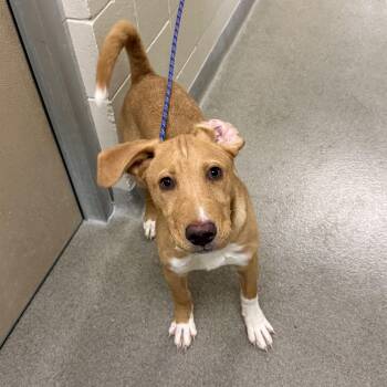 Labrador Retriever Dogs Available for Adoption - Colby | PetCurious
