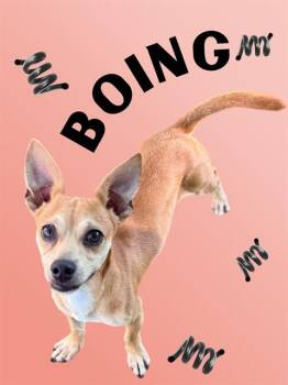 BOING -  Chihuahua and Mixed Breed Dog for Adoption in Sarasota, Florida - BOING | PetCurious