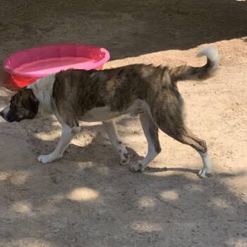 Anatolian Shepherd Dogs Available for Adoption in Hearne, Texas - Beathoven | PetCurious