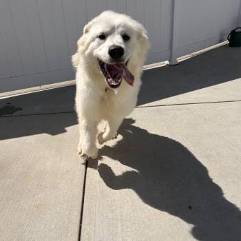 Harrison -  Great Pyrenees Dog for Adoption in Harrisonburg, Virginia - Harrison | PetCurious