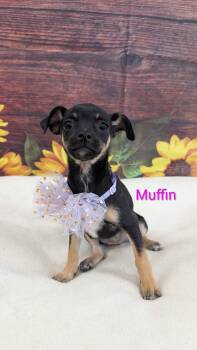 Muffin -  Chihuahua and Miniature Pinscher Dog for Adoption in Sturgis, Michigan - Muffin | PetCurious