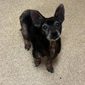 Cryptid -  Mixed Breed Dog for Adoption in Bristol, Indiana - Cryptid | PetCurious