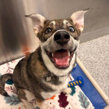 Mixed Breed Dogs Available for Adoption - Evie | PetCurious