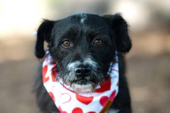 Terrier Dogs Available for Adoption - Luna | PetCurious
