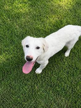 Great Pyrenees Dogs Available for Adoption in Austin, Texas - Ladybug | PetCurious