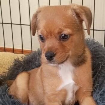 Chihuahua and Beagle Dogs Available for Adoption - Luka | PetCurious