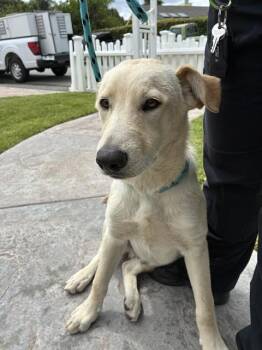 Golden Retriever and Mixed Breed Dogs Available for Adoption in Rancho Cucamonga, California - A778773 | PetCurious