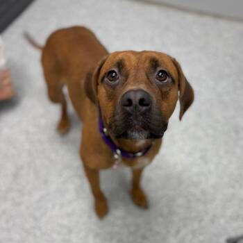 Beagle and Boxer Dogs Available for Adoption in Monticello, Iowa - Pickles | PetCurious
