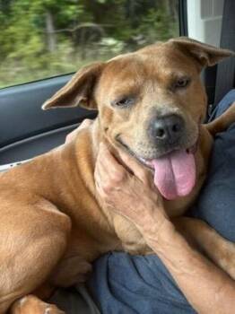 Mixed Breed and Staffordshire Bull Terrier Dogs Available for Adoption in Brookhaven, Mississippi - Tucker 26 | PetCurious
