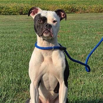 Petey -  Boxer Dog for Adoption in Mooresville, Indiana - Petey | PetCurious