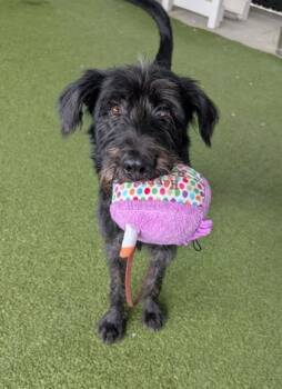 Rescue Pointer and Mixed Breed Dogs for Adoption in Bellevue, Washington - Captain Comma | PetCurious