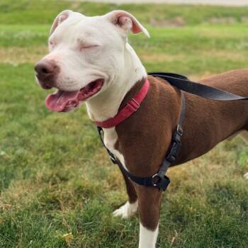 Aries -  Pit Bull Terrier Dog for Adoption in Champaign, Illinois - Aries | PetCurious