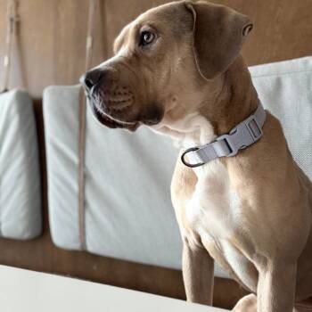 Rescue Mixed Breed Dogs for Adoption in Lancaster, Ohio - Hope | PetCurious