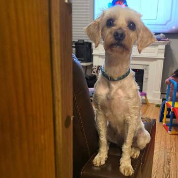 Poodle Dogs Available for Adoption in Worcester, Massachusetts - Nia | PetCurious