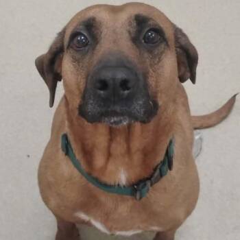 Mixed Breed Dogs Available for Adoption in Burlington, Ontario - Belle | PetCurious