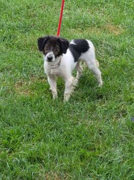 Hope -  Border Collie Dog for Adoption in Indianapolis, Indiana - Hope | PetCurious
