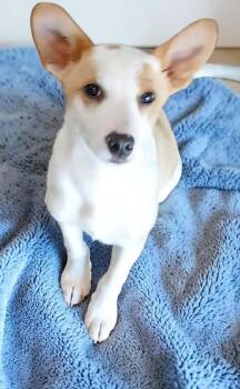 Terrier Dogs Available for Adoption in Lexington, Kentucky - Piggy Terrier  | PetCurious