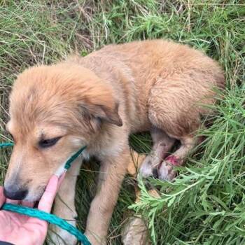 Anatolian Shepherd Dogs Available for Adoption in Bastrop, Texas - Goose 26-05-134 | PetCurious