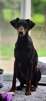Kira -  Doberman Pinscher Dog Available for Adoption in Sparta, Illinois - Kira | PetCurious