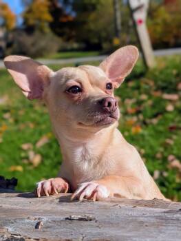 Robin -  Chihuahua Dog for Adoption in Cowlesville, New York - Robin | PetCurious