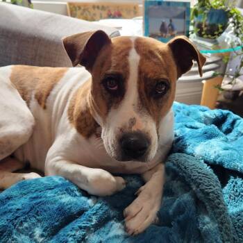 Morrisey -  Pit Bull Terrier and Mixed Breed Dog for Adoption in Kanab, Utah - Morrisey | PetCurious