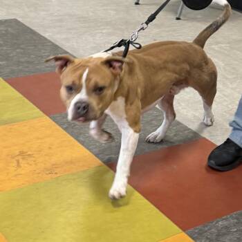 Chow -  Pit Bull Terrier Dog for Adoption in Philadelphia, Pennsylvania - Chow | PetCurious