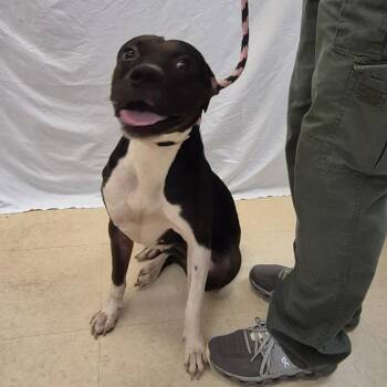 SCFL-Stray-66960 -  Mixed Breed Dog for Adoption in Lake Panasoffkee, Florida - SCFL-Stray-66960 | PetCurious