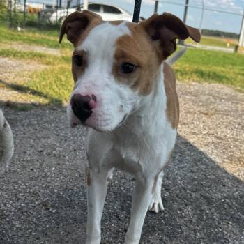 Rescue American Staffordshire Terrier Dogs for Adoption in Clarksdale, Mississippi - Taylor | PetCurious