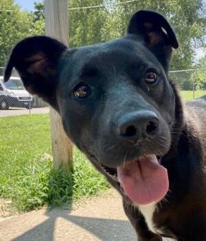 Franny -  Black Labrador Retriever Dog for Adoption in Glasgow, Kentucky - Franny | PetCurious