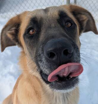 Belgian Shepherd Malinois Dogs Available for Adoption - Björn | PetCurious