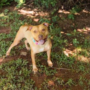 Ginger -  Pit Bull Terrier and Mixed Breed Dog for Adoption in Newborn, Georgia - Ginger | PetCurious