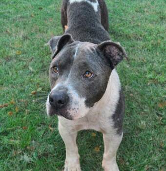 Terrier Dogs Available for Adoption - Markus | PetCurious