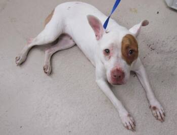 (313) -  Pit Bull Terrier Dog for Adoption in Marietta, Georgia - (313) | PetCurious