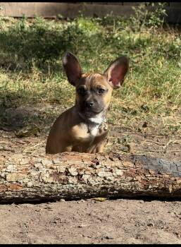 Rescue French Bulldog and Chihuahua Dogs for Adoption in Houston, Texas - Auto | PetCurious