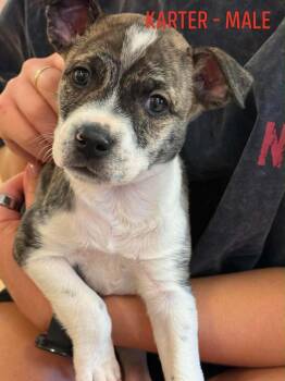 Karter -  Boxer Dog for Adoption in Carmel Hamlet, New York - Karter | PetCurious