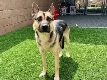 German Shepherd Dog Dogs Available for Adoption in San Marcos, California - URGENT SAVE ME PLEASE Lola A540355 | PetCurious