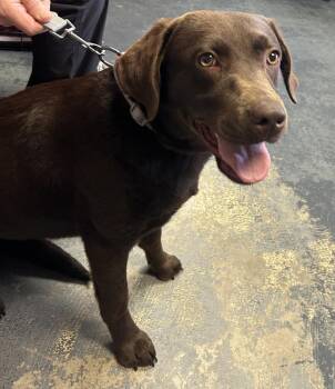Labrador Retriever Dogs Available for Adoption in Broomfield, Colorado - Cramarossa / Coco | PetCurious