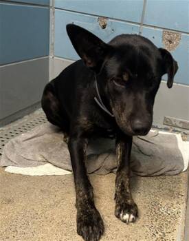 BRUNO -  Labrador Retriever and Mixed Breed Dog for Adoption in Houston, Texas - BRUNO | PetCurious